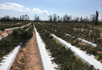 Florida panhandle crops hard hit by Michael