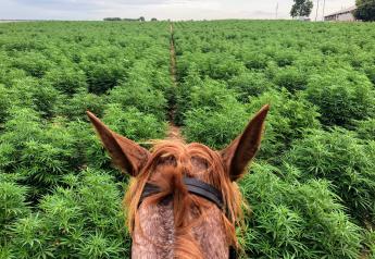 Facts and Fiction About Hemp in Animal Feed