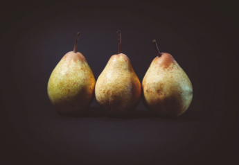 Wealth of varieties carries pear suppliers through season