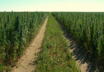 Iowa Officials Taking Comments on New Hemp Growing Rules