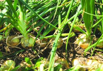 Peru's sweet onions play role in meeting demand