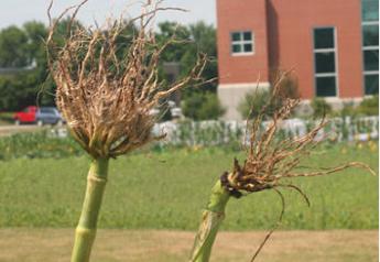 AMVAC Survey: Corn Rootworm Pressure Intensifies, Soil Insecticide Demand Will Rise