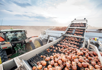 Onion deal yields ample supplies, good quality, marketers say