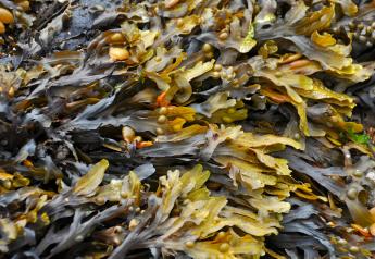 Slippery Salvation: Could Seaweed As Cow Feed Help Climate?
