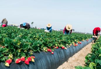 California strawberry organic volume remains steady