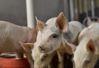 Ouch! Researchers Identify Ways to Manage Pain in Livestock