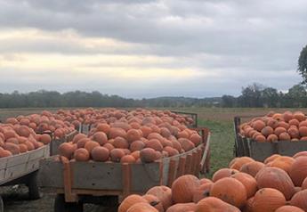 Pumpkin crop shaping up nicely for fall sales