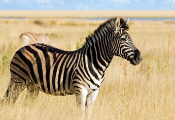 VOW Foods to market cell-cultured Zebra meat.