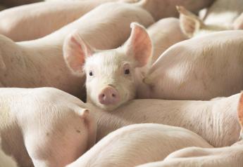 USDA Releases Hogs and Pig Report, Demand is the Big Question