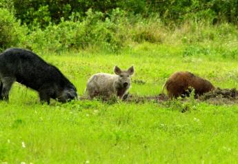 The ultimate omnivores and survivalists, wild pigs consume at least 300 different food types.