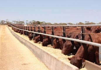 Santa Gertrudis cattle eat at the Tungali feedlot in South Australia.