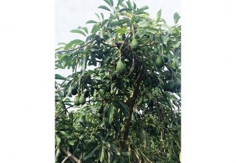 Peru plays important role in avocado landscape