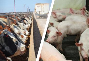Profit Tracker: Cattle Margins Improve, Hogs Decline