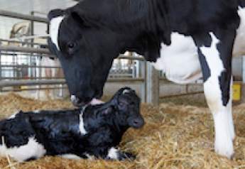 Holstein with newborn calf.