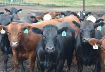 Cash Fed Cattle Much Lower, Feeders Uneven