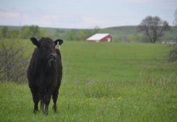 What Does May Bring for Cattle Producers?