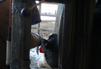 In a recent webinar, Merck Animal Health Technical Services Manager Grant Crawford, PhD, outlined some history of growth-promoting implants and their application in Holstein steer calves managed for beef production.

