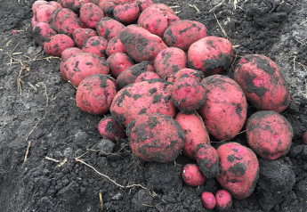 Black Gold Farms’ red and yellow potatoes shipping from N.D.