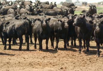 Fed cattle prices retreating