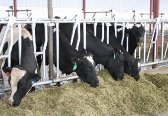 After calving, high maintenance requirements and the increased nutrient demands for lactation result in some level of negative energy balance. 