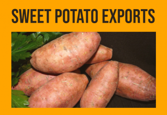 Sweet potatoes leading in export growth