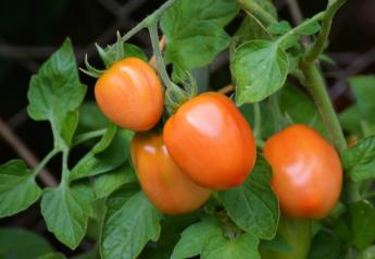 Calavo boosts tomato acreage