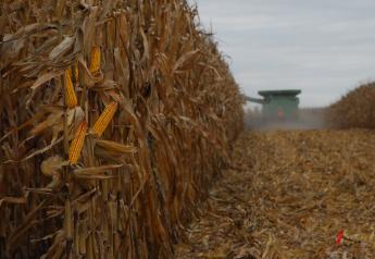 Late Corn Harvest Brings Lower Feed Cost Opportunities