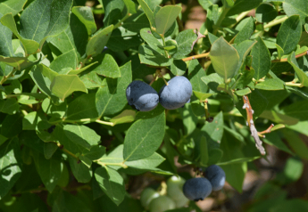 Crystal Valley to offer Alabama blueberries