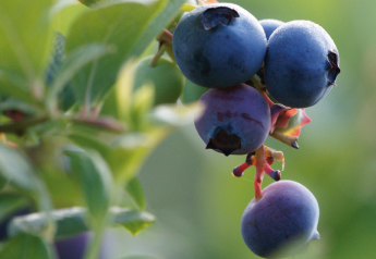 U.S. growers expect strong blueberry season