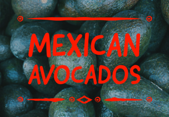 Mexican avocado business updates