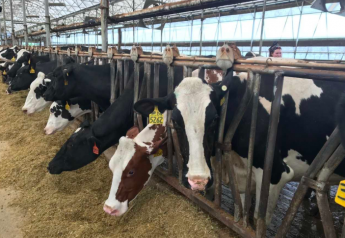 The weight of dairy market volatility started to feel overwhelming in January, he said, after frigid temperatures caused the parlor pipes to freeze and his herd blew through feed to keep warm and produce milk.

