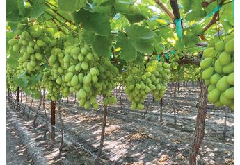 Mexican growers forecast ample crop, despite rough weather