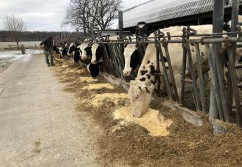 Will Raising Crossbred Dairy Steers Improve Cash Flow?