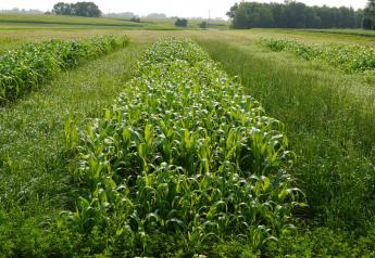 Italian ryegrass (left), sorghum-Sudangrass (center), and annual ryegrass + red clover (right) in test plots. 