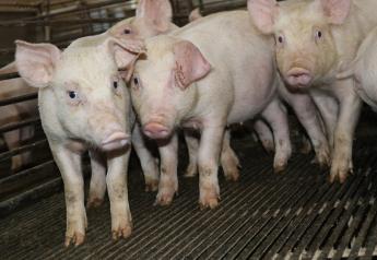 Calcium-to-Phosphorus Ratio Established for 11-to-22-kg Pigs