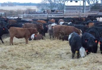 Managing Cattle Through Winter Weather Conditions