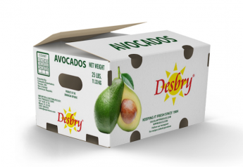 WP Produce avocado box designed for longer shelf life