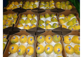 Brazilian papaya shipments resume