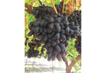 California black grapes find a niche