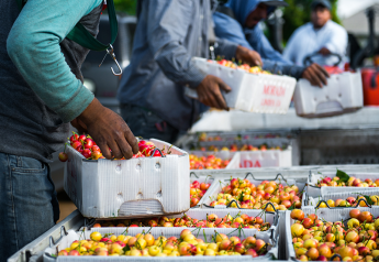 Cherries find global sales despite Chinese tariffs