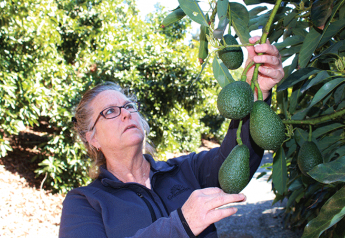 Organic avocado category continues to expand