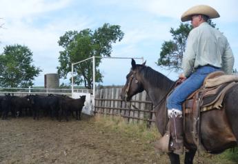 BT_Cattle_Cowboy_Horse_Work