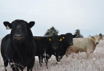 BT_Cows_and_Bulls_Winter