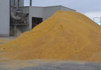 Feed buyers should consider locking in grains