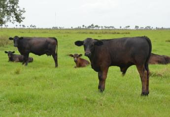 BT_Florida_Cows_Calves