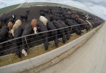 GoPro Feedlot Cattle