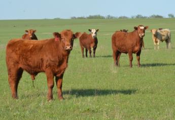 BT_Kansas_Stocker_Cattle