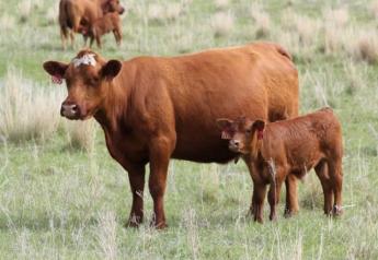 BT_Nebraska_Cows_Calves