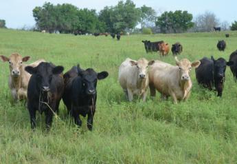 BT_Stocker_Cattle_Kansas