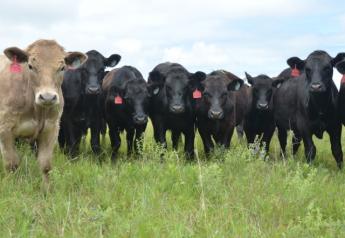 The Value of Selling Steer Calves vs Bull Calves